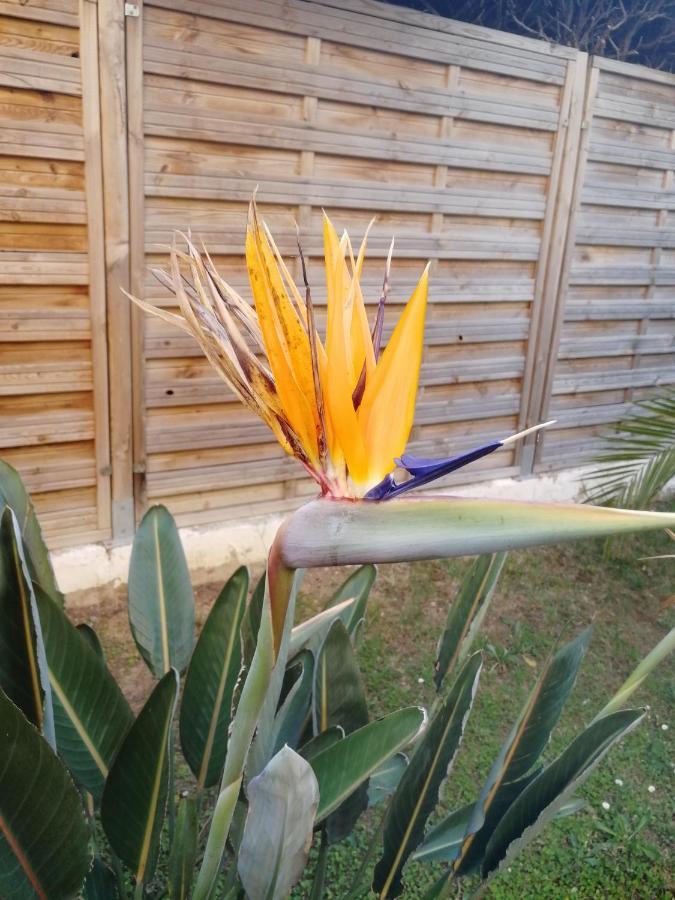 Lovely Studio & Garden - Pres Des Plages Cagnes-Sur-Mer Ngoại thất bức ảnh